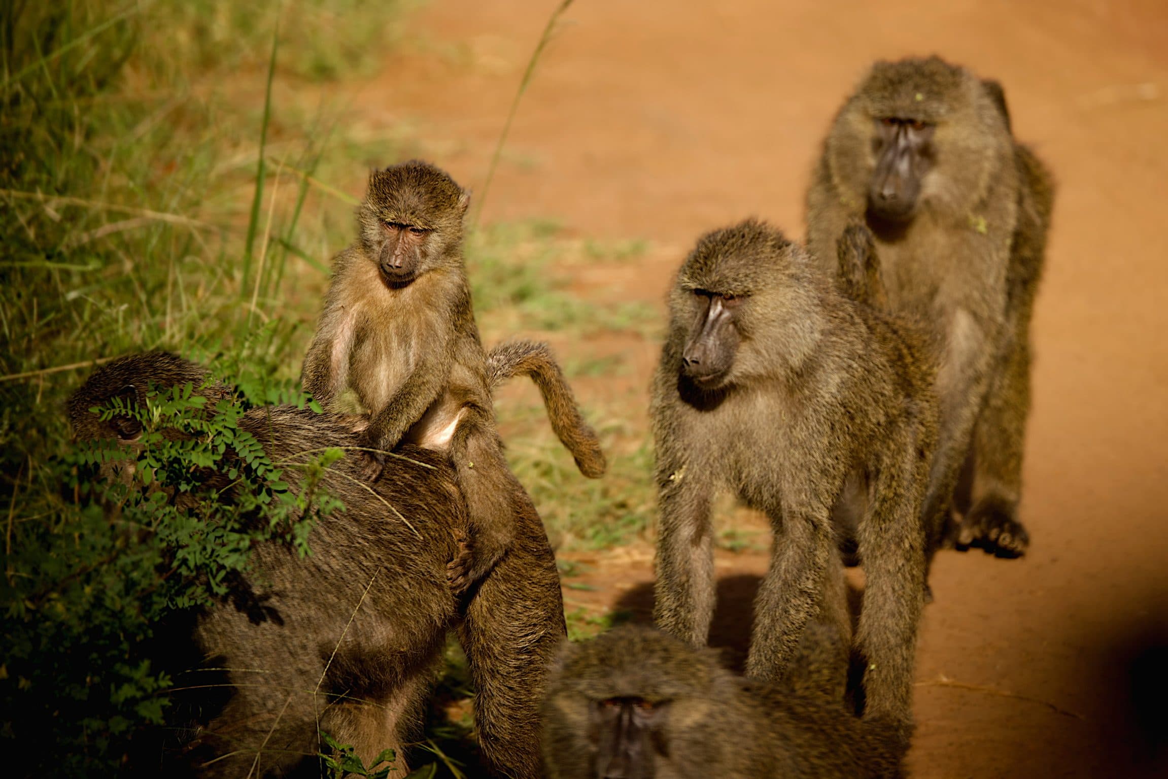 Olive baboon troop on a dirt track