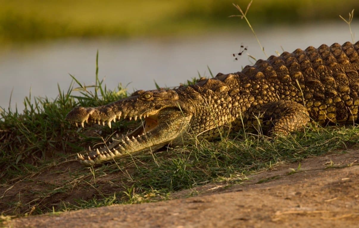 Nile crocodile basking on the shore of Lake Ihema