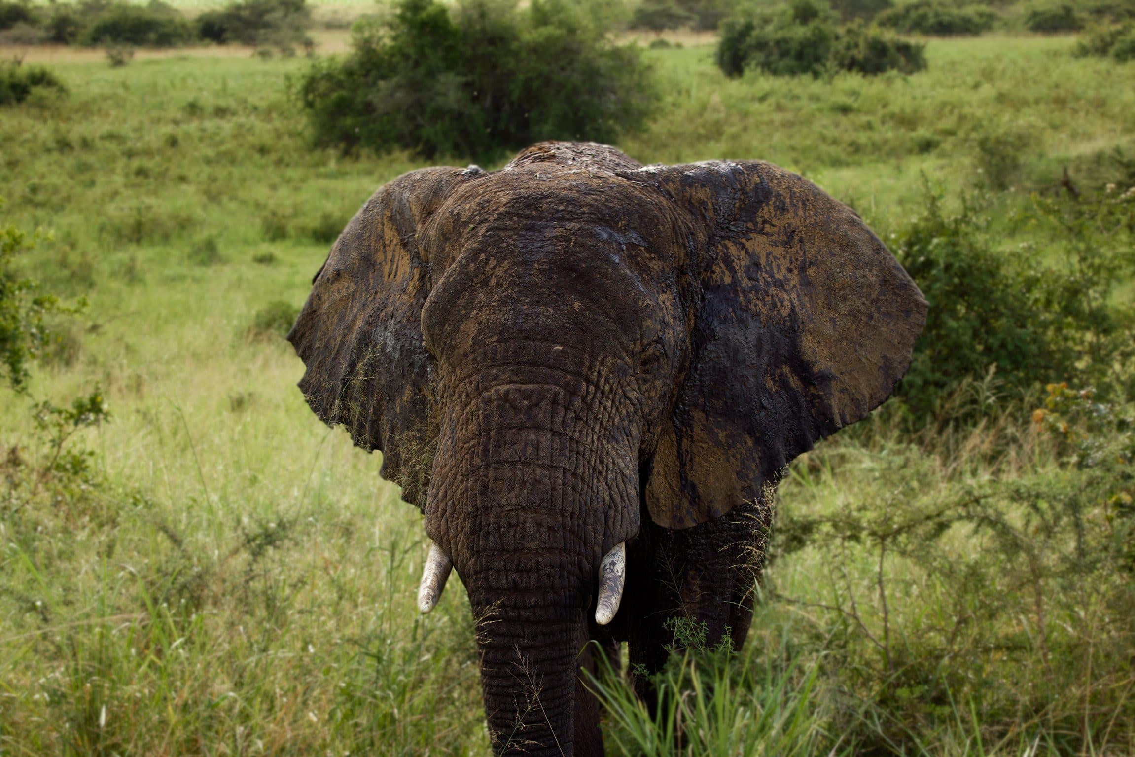 Elephant walking towards the vehicle