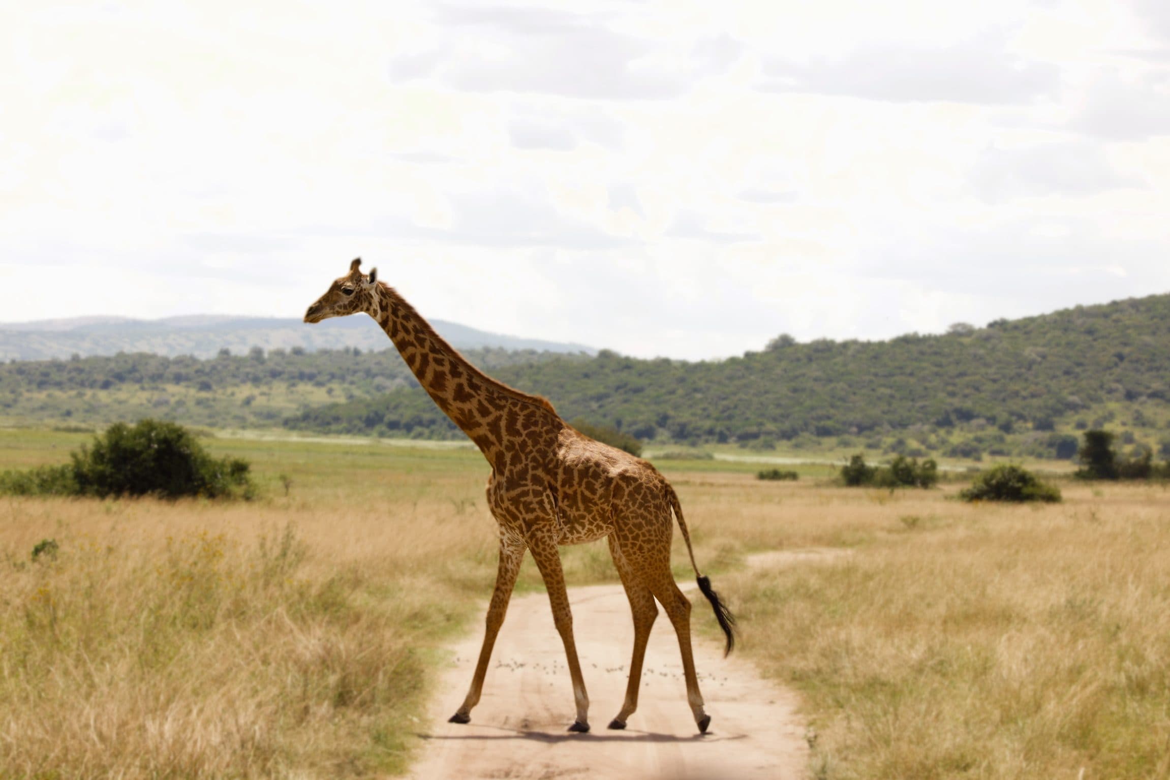 Giraffe crossing a dirt track across the Akagera savanna