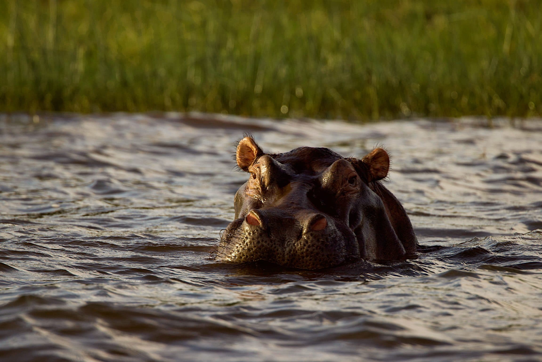 Hippo surfacing in Lake Ihema