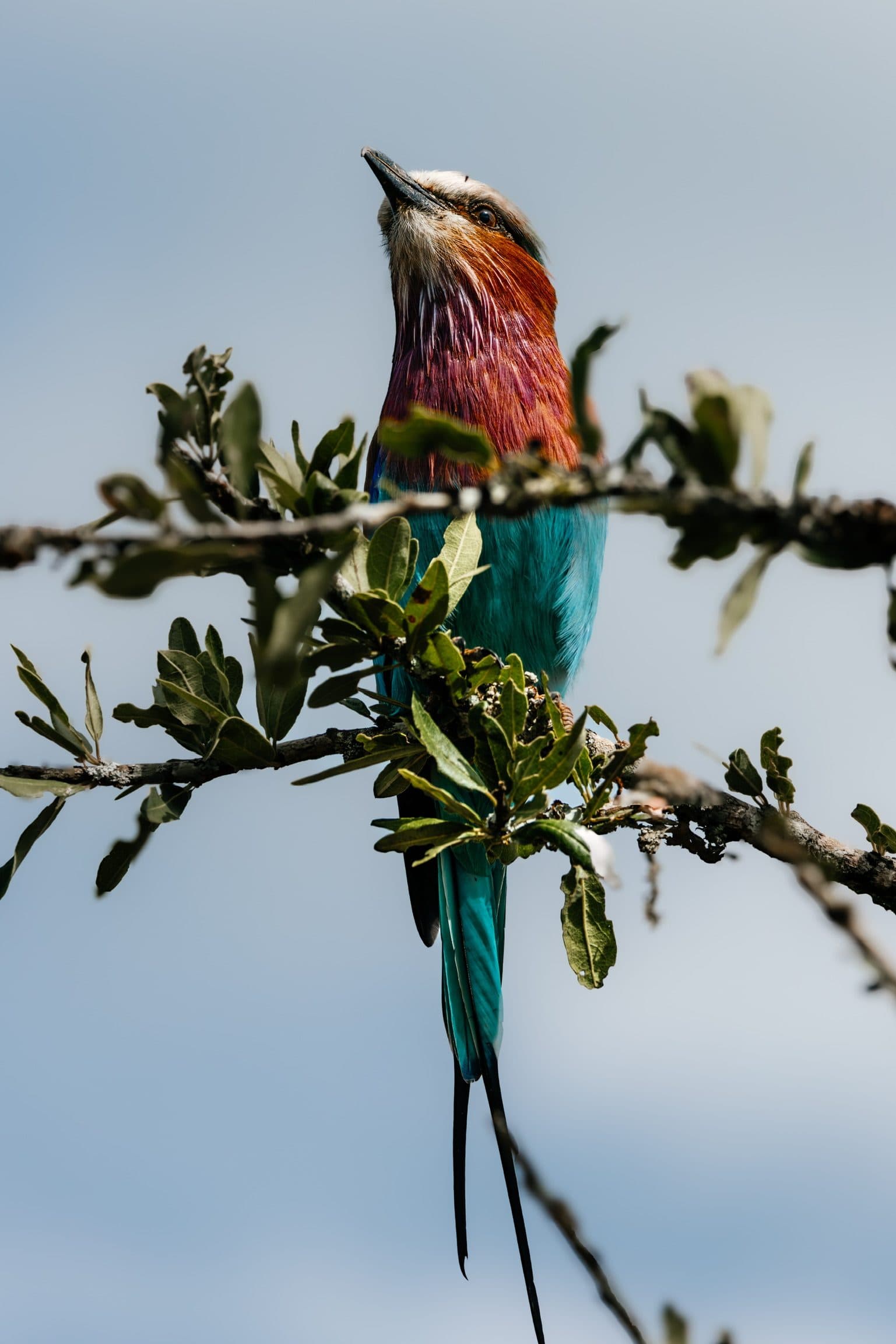 Lilac-breasted roller on a branch