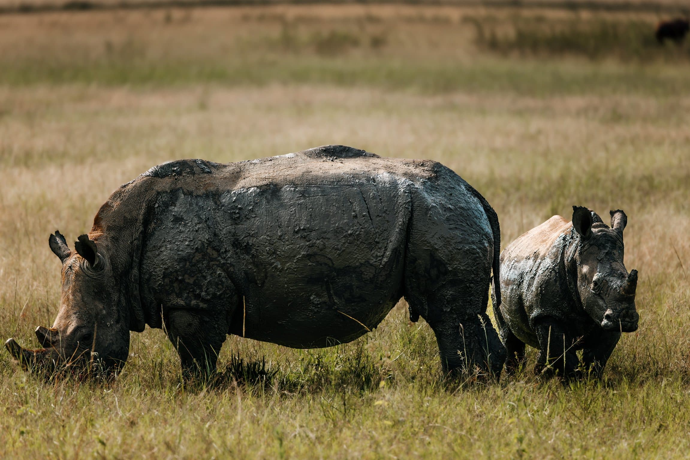 Rhino and calf grazing