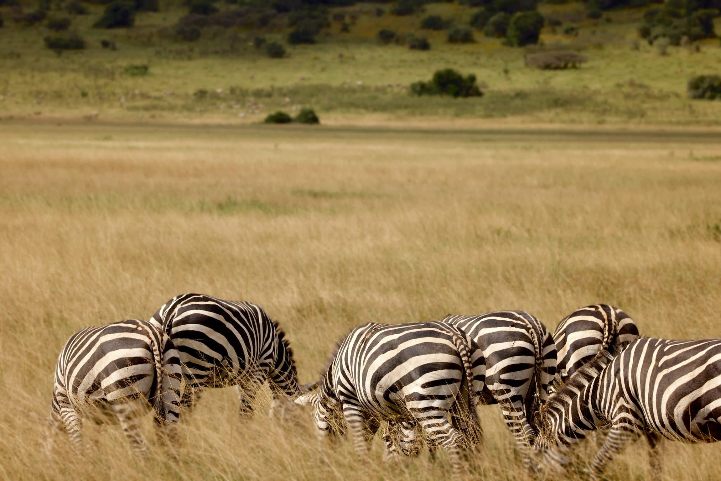 Herd of zebras in golden grass