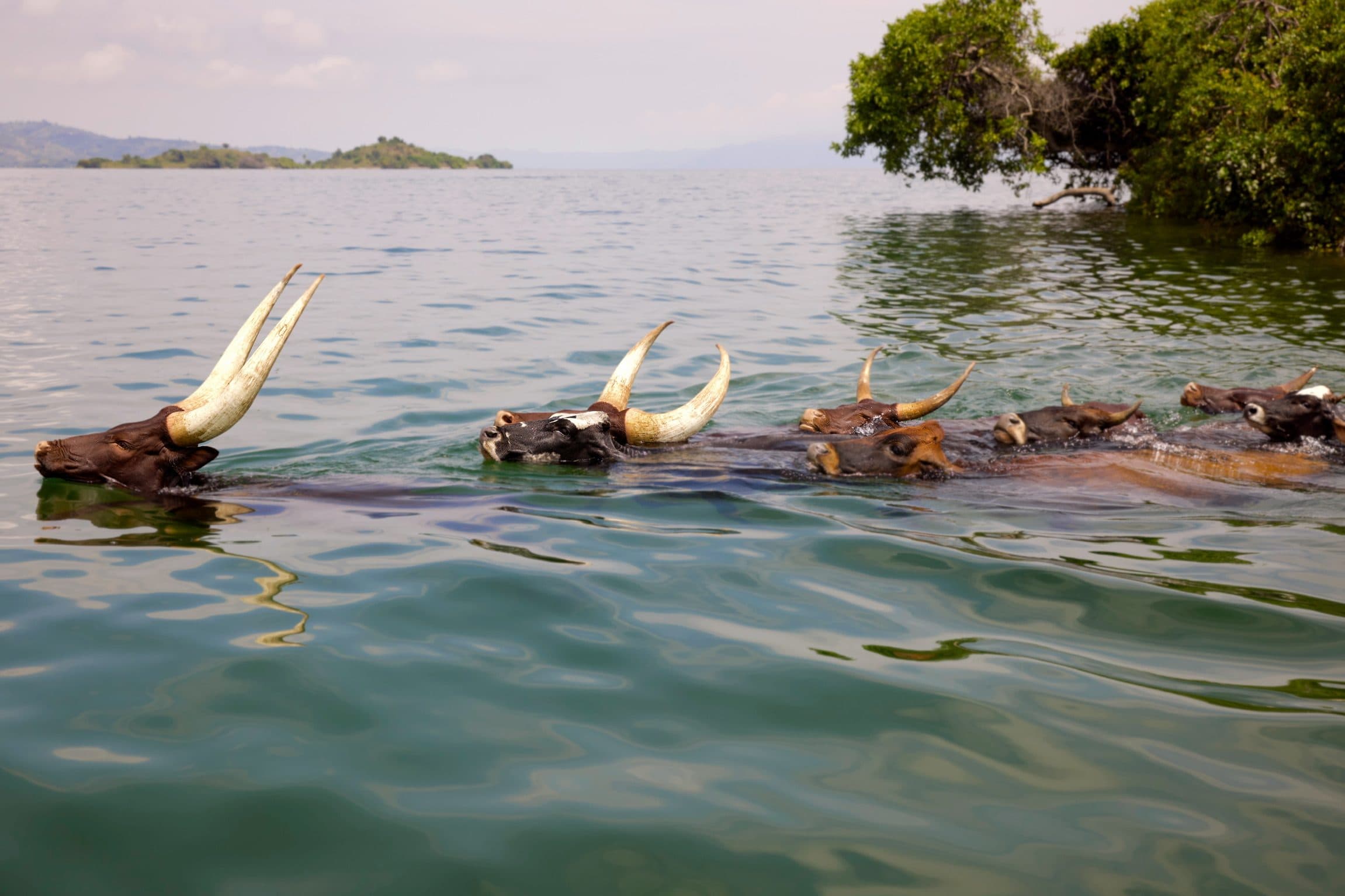 Long-horned cattle swimming in the lake