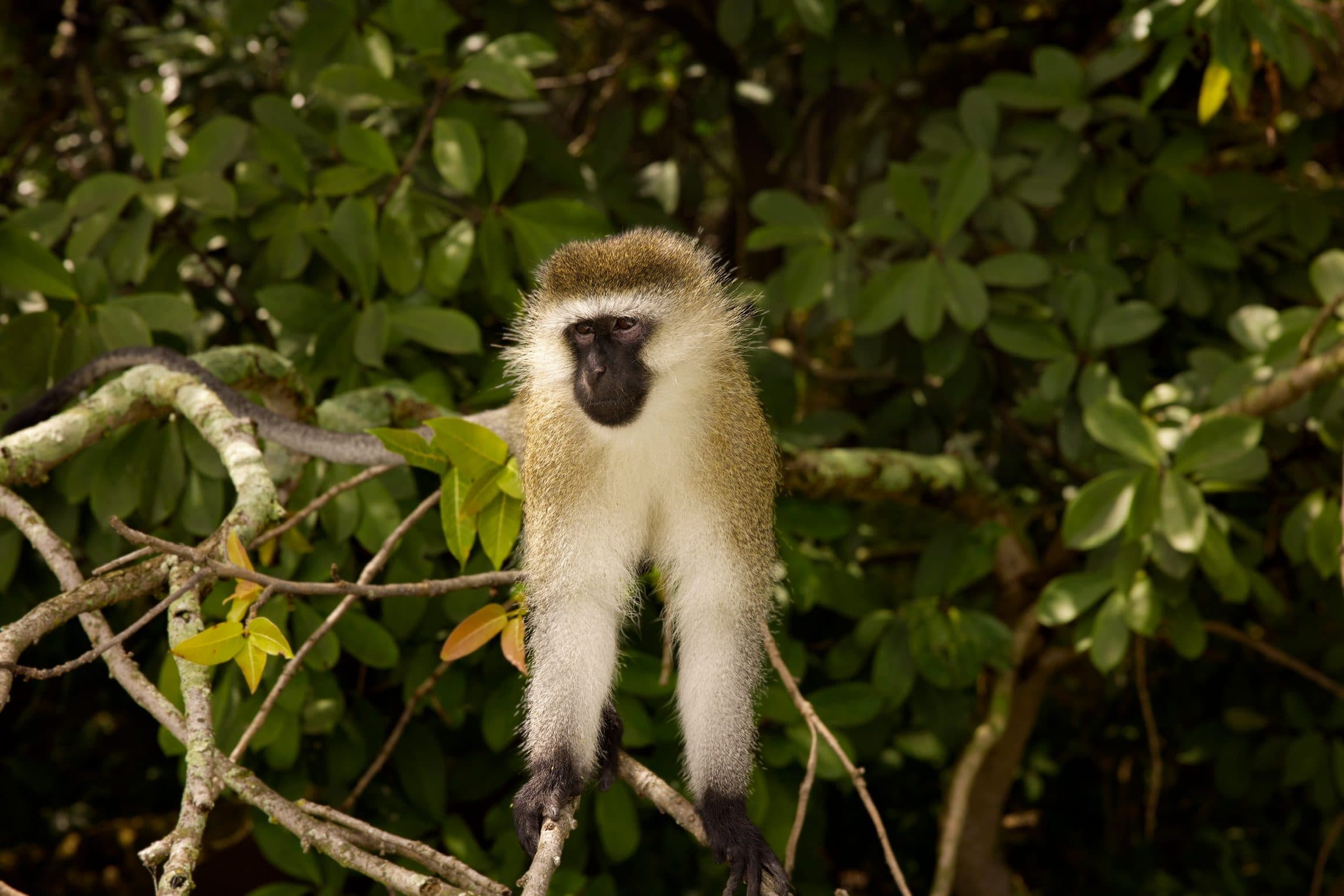 Vervet monkey on a Kivu island