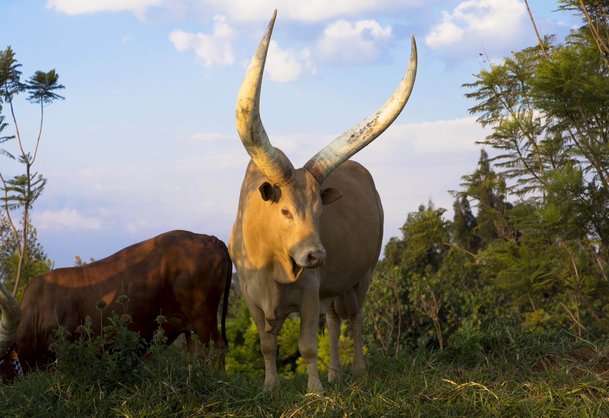 Inyambo bull with long curved horns