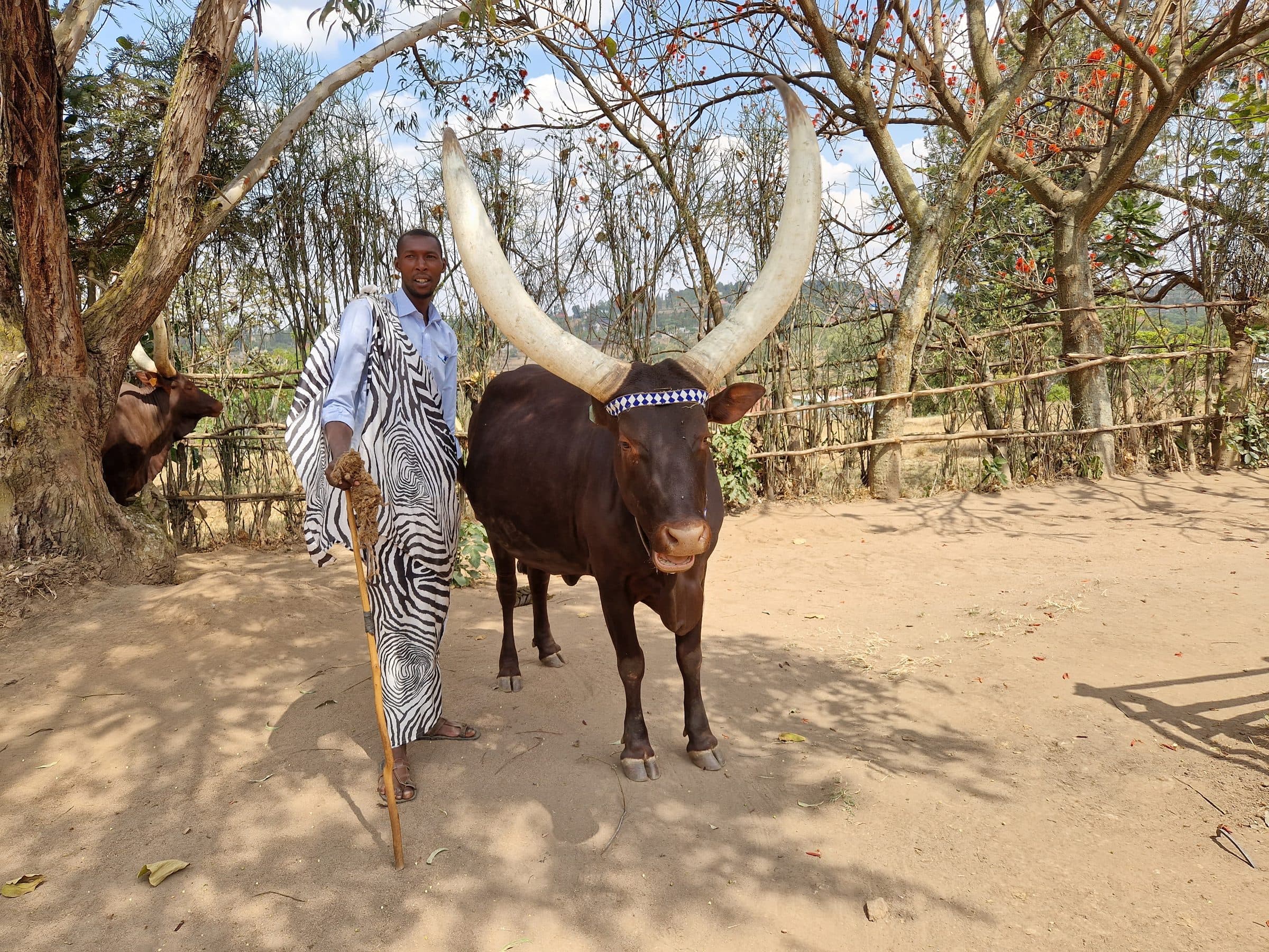 Keeper with a royal Inyambo cow in Nyanza