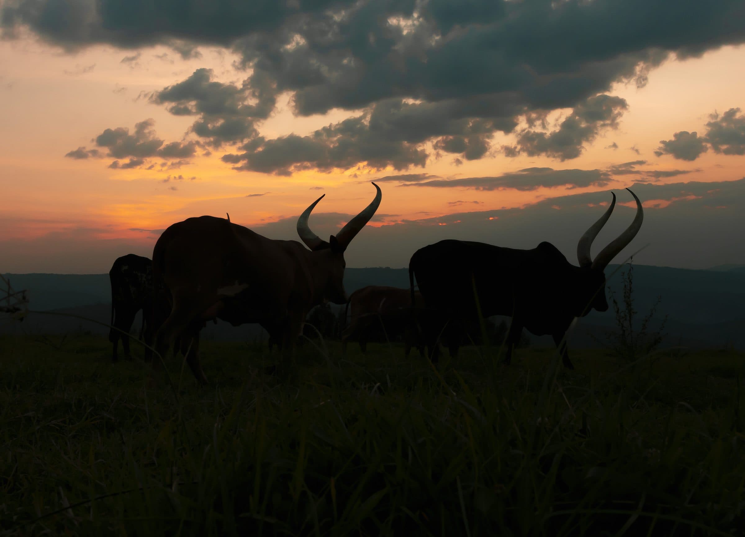 Inyambo cows