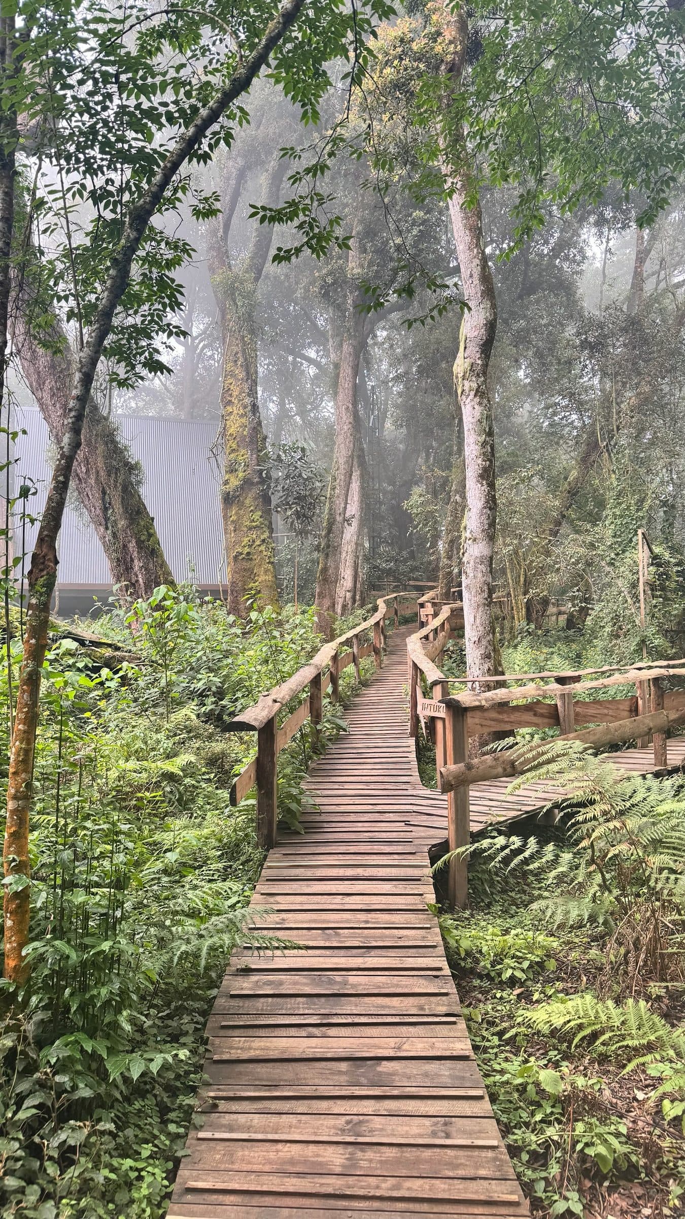 Misty forest boardwalk