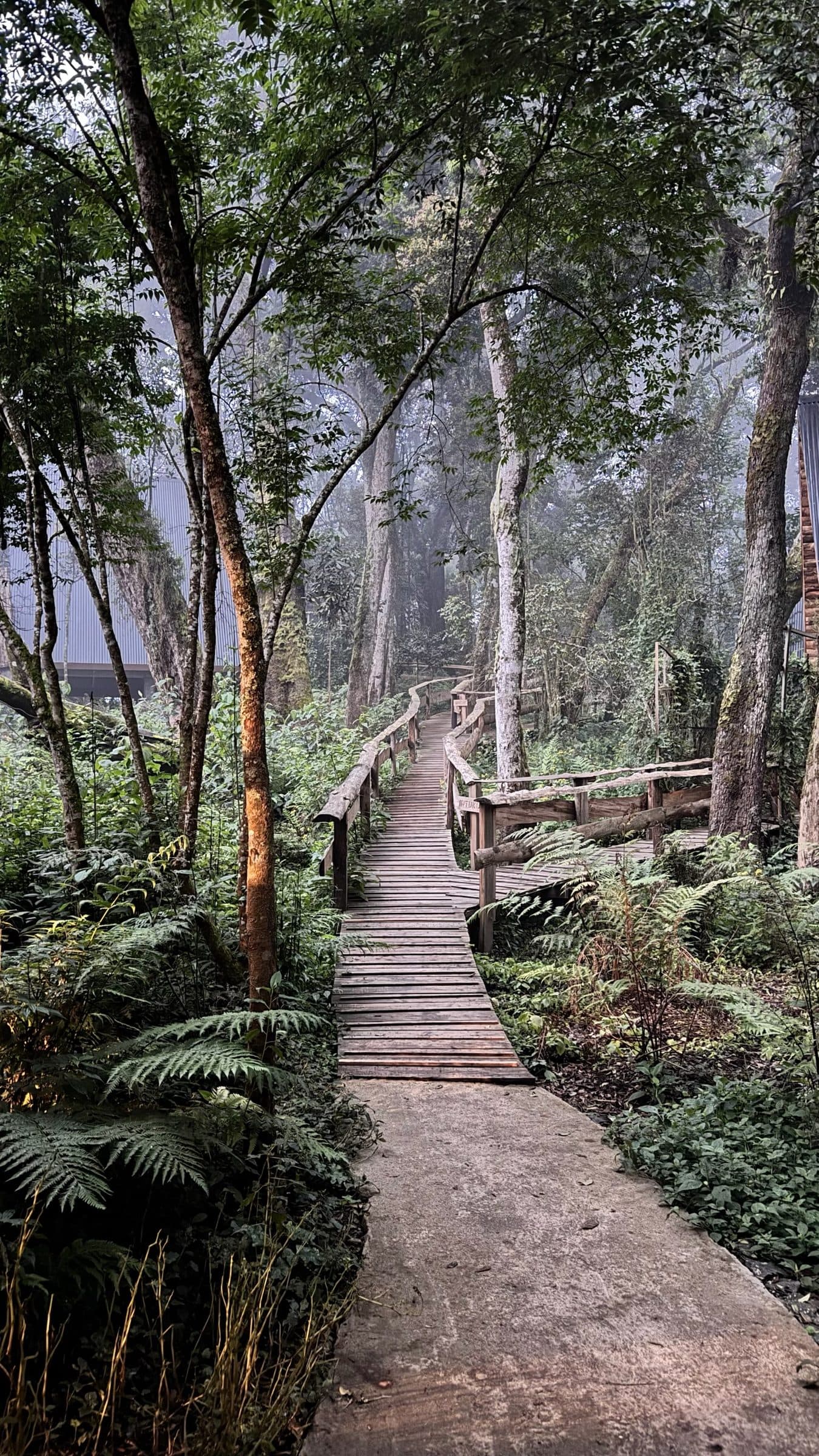Wooden boardwalk through the rainforest