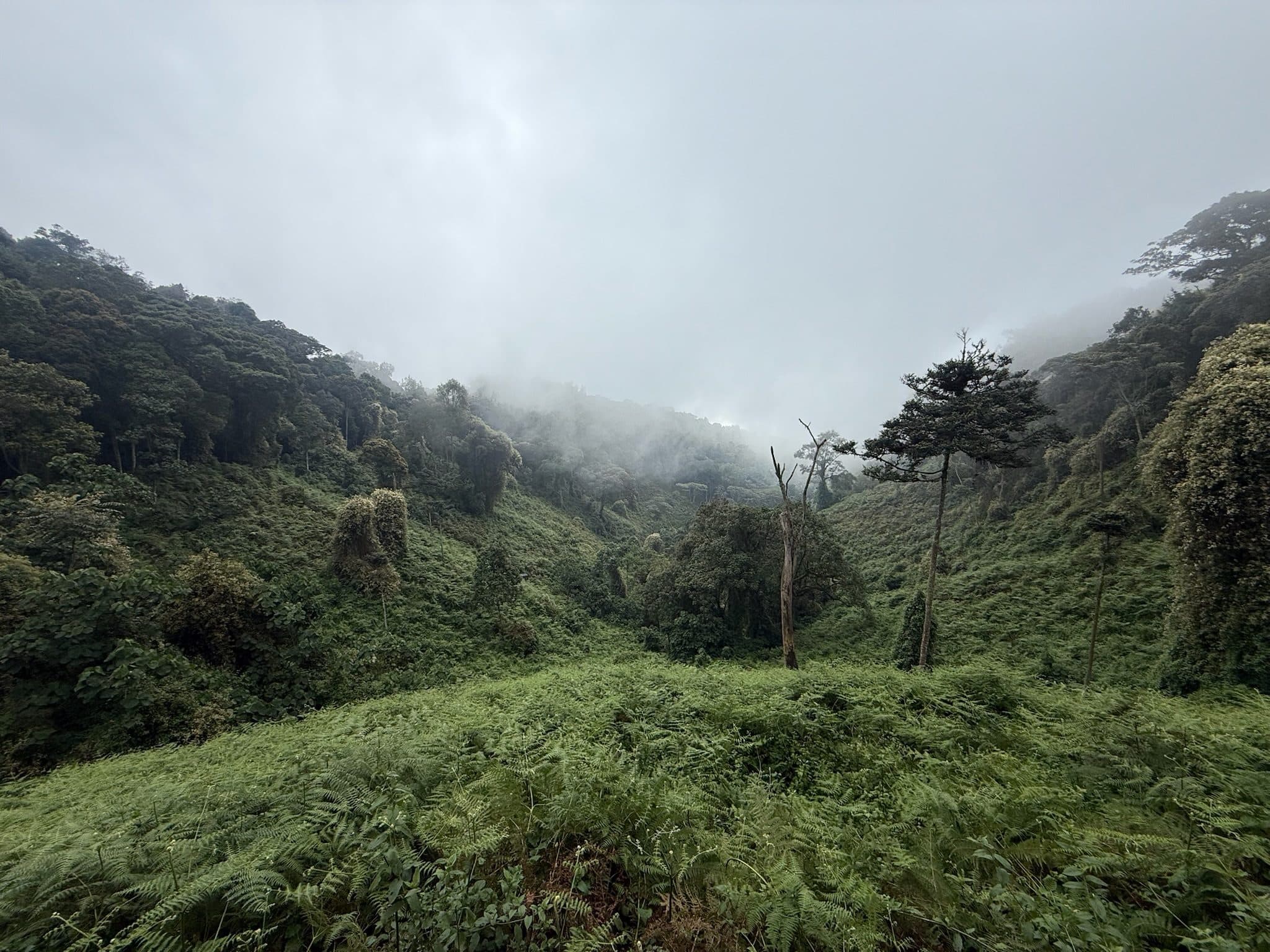 Mist over the Nyungwe rainforest