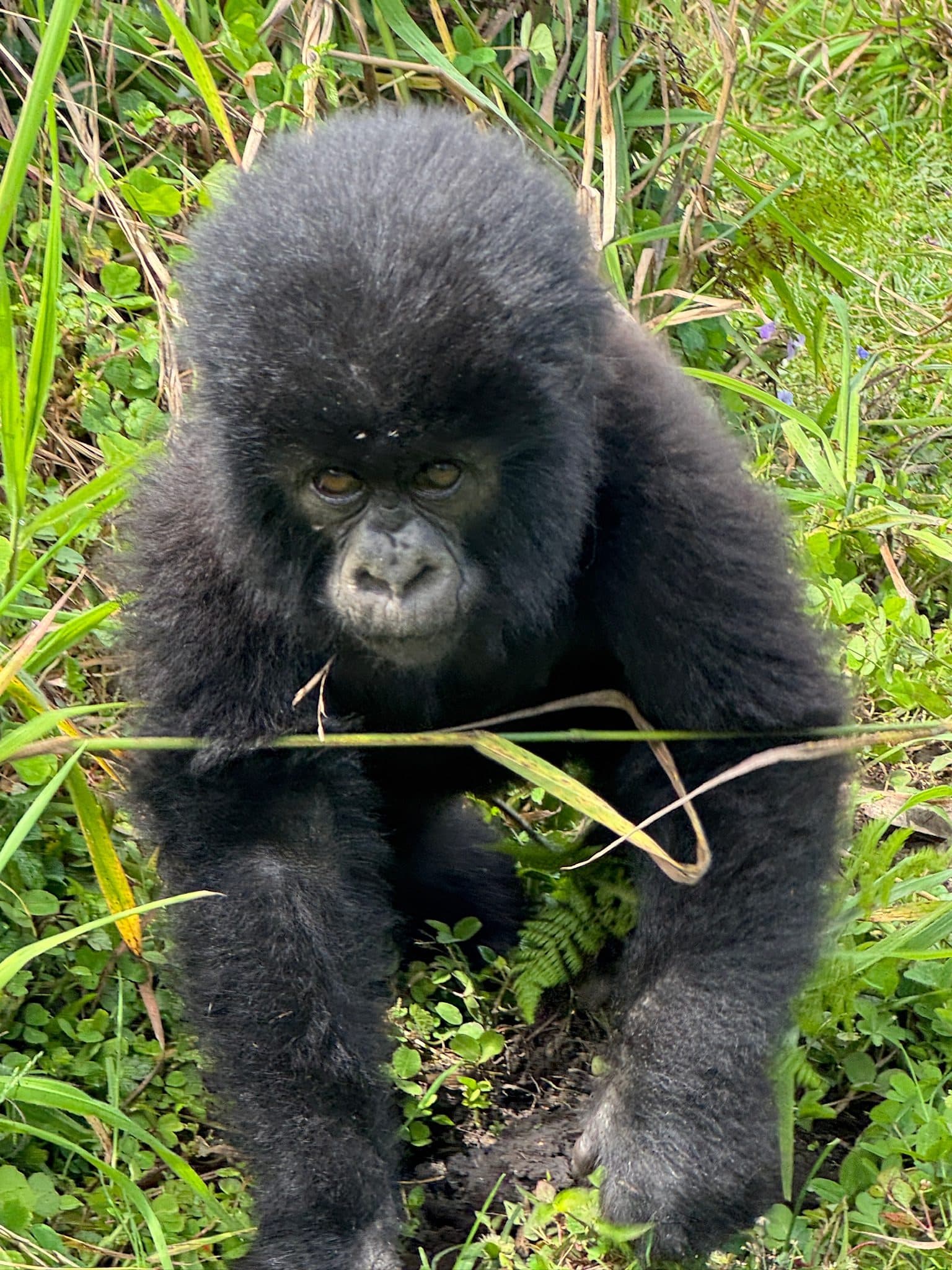 Young mountain gorilla looking at the camera