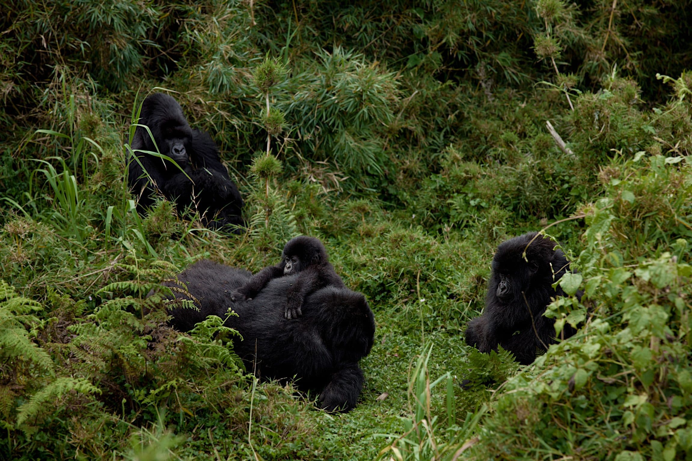 Gorilla family feeding together in thick vegetation