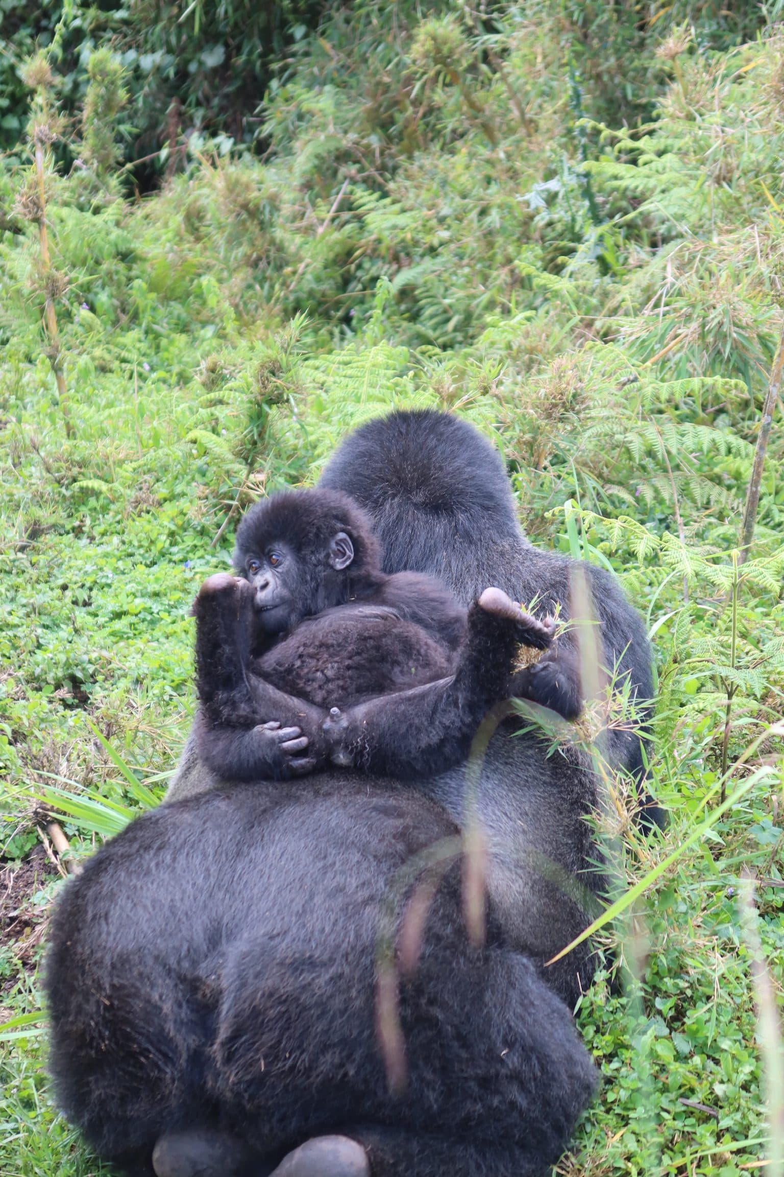 Mountain gorilla mother and infant