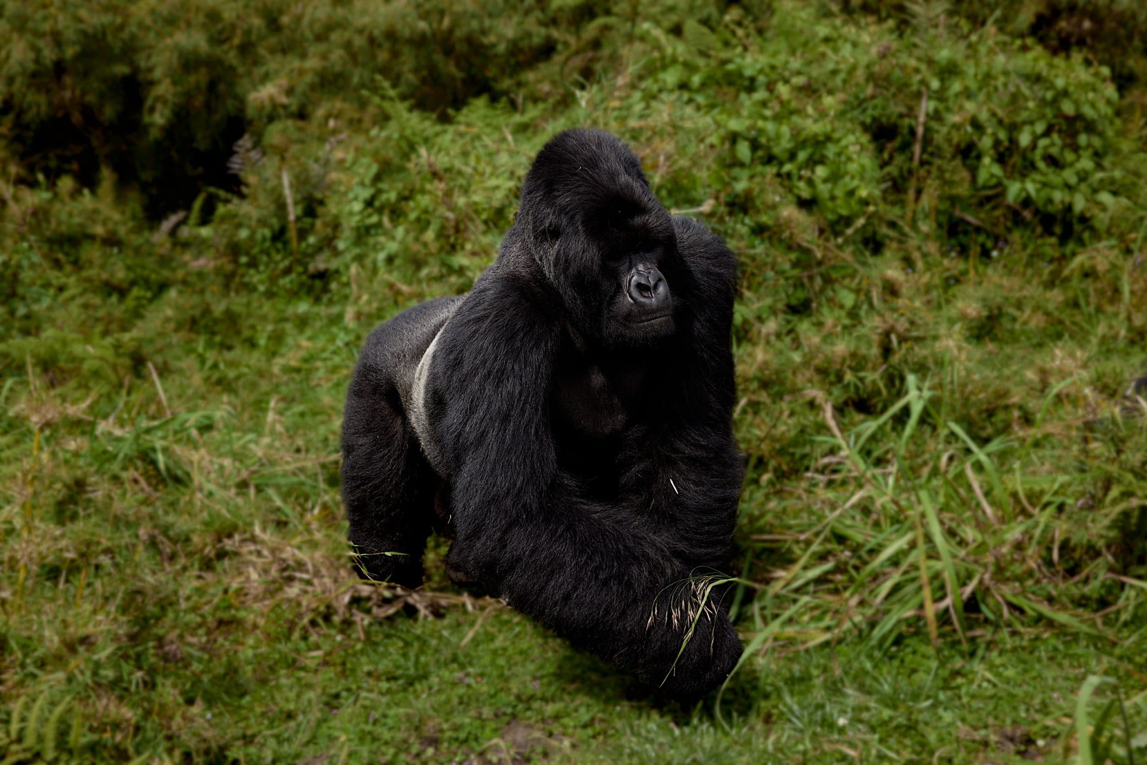 Silverback mountain gorilla resting in the grass
