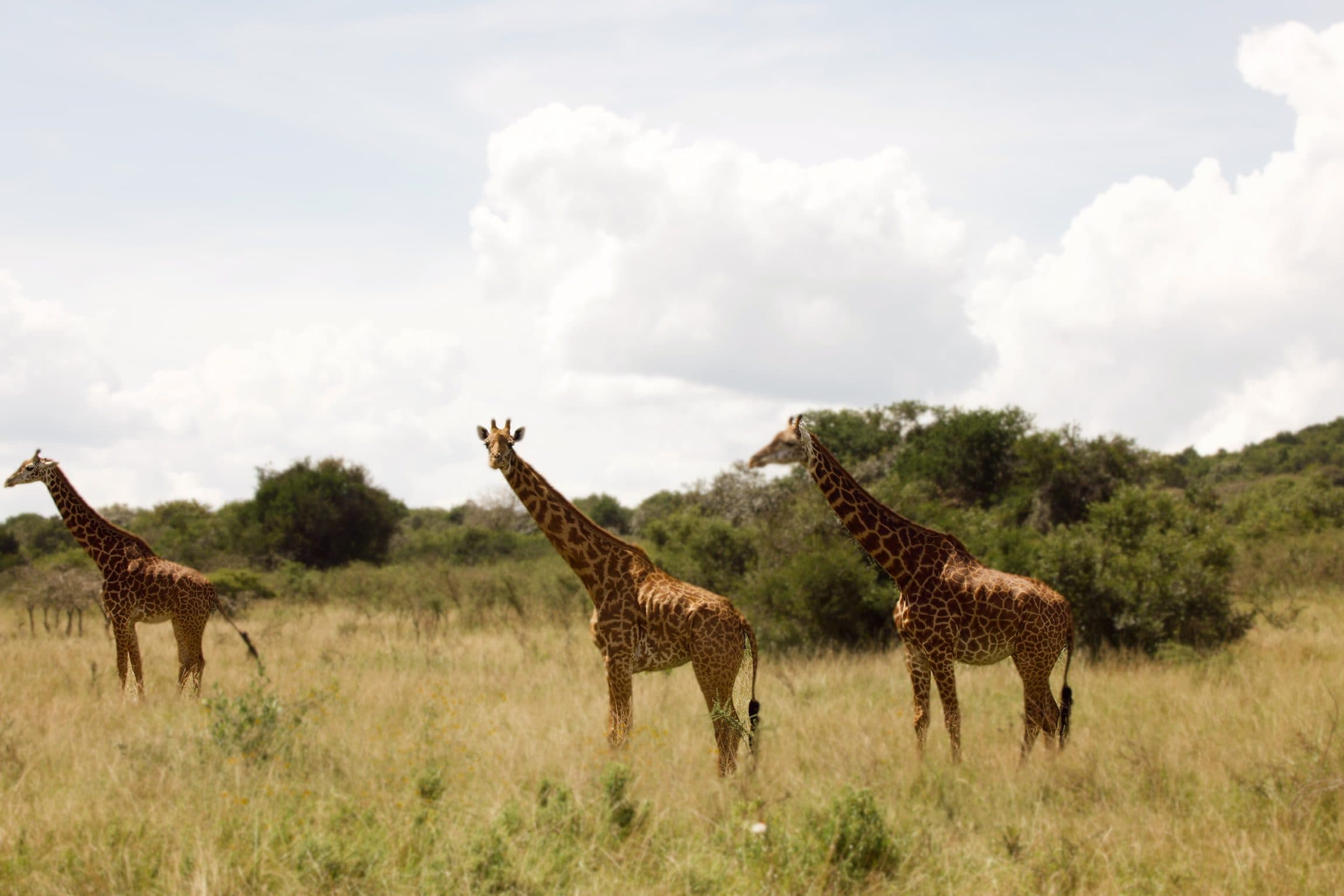 Three giraffes on the Akagera savanna