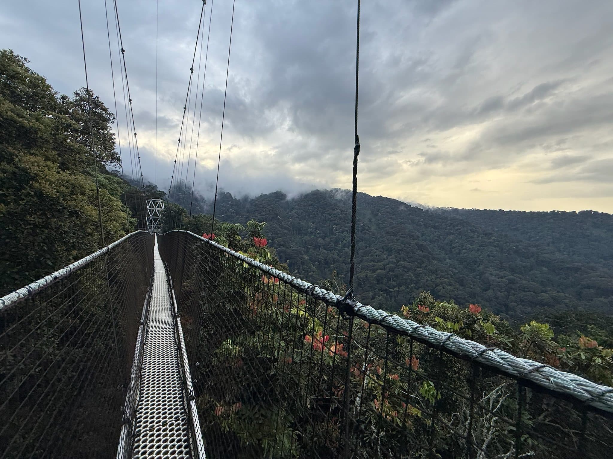 Canopy walkway over the Nyungwe rainforest